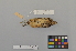  ( - NSMT-DNA50447)  @13 [ ] Copyright (2014) I. Nishiumi National Museum of Nature and Science, Tokyo
