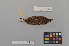  ( - NSMT-DNA50447)  @13 [ ] Copyright (2014) I. Nishiumi National Museum of Nature and Science, Tokyo