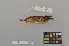  ( - NSMT-DNA50447)  @13 [ ] Copyright (2014) I. Nishiumi National Museum of Nature and Science, Tokyo