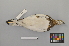  ( - NSMT-DNA50478)  @13 [ ] Copyright (2014) I. Nishiumi National Museum of Nature and Science, Tokyo