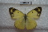 ( - BJUP207)  @11 [ ] CreativeCommons - Attribution Non-Commercial No Derivatives (2017) Sing Kong Wah Kunming Institute of Zoology