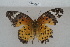  ( - BJUP337)  @11 [ ] CreativeCommons - Attribution Non-Commercial No Derivatives (2017) Sing Kong Wah Kunming Institute of Zoology