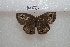  (Ypthima motschulskyi - BJUP377)  @11 [ ] CreativeCommons - Attribution Non-Commercial No Derivatives (2017) Sing Kong Wah Kunming Institute of Zoology