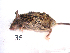  (Mus macedonicus - mambg035)  @12 [ ] Copyright  G. Blagoev 2012 Unspecified
