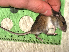  (Apodemus microps - mambg084)  @11 [ ] Copyright  G. Blagoev 2012 Unspecified