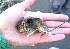  ( - mambg086)  @12 [ ] Copyright  G. Blagoev 2012 Unspecified