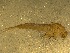 (Baetis magnus - BIOUG00637-G07)  @14 [ ] CreativeCommons - Attribution (2011) CBG Photography Group Centre for Biodiversity Genomics
