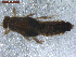  (Ephemerella dorothea - BIOUG00639-E08)  @13 [ ] CreativeCommons - Attribution (2011) CBG Photography Group Centre for Biodiversity Genomics