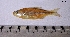  ( - LBPV-37317)  @11 [ ] Unspecified (default): All Rights Reserved (2012) Camila S. Souza Universidade Estadual Paulista, Lab de Biologia e Genetica de Peixes