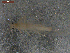  ( - BIOUG00638-E08)  @12 [ ] CreativeCommons - Attribution (2011) CBG Photography Group Centre for Biodiversity Genomics