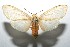  (Pareuchaetes georgegormani - 07-SRNP-107599)  @14 [ ] CreativeCommons - Attribution Non-Commercial Share-Alike (2008) Unspecified Guanacaste Dry Forest Conservation Fund