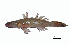  ( - Gaur4-LdB)  @12 [ ] Copyright (2010) J. Quilang and L. Aquino, 2010 Institute of Biology, University of the Philippines, Diliman