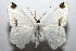  (Sericoptera area - 07-SRNP-104670)  @15 [ ] CreativeCommons - Attribution Non-Commercial Share-Alike (2010) Daniel H. Janzen Guanacaste Dry Forest Conservation Fund