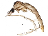  (Gonomyia conoviensis - BIOUG30587-A02)  @13 [ ] CreativeCommons - Attribution (2016) CBG Photography Group Centre for Biodiversity Genomics