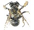  ( - Megachile maritima CCT23)  @11 [ ] CreativeCommons - Attribution Non-Commercial Share-Alike (2024) Unspecified Defence Institute of High Altitude Research