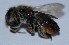  ( - Megachile maritima CHEM22)  @11 [ ] CreativeCommons - Attribution Non-Commercial Share-Alike (2024) Unspecified Defence Institute of High Altitude Research