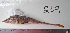  (Podothecus accipenserinus - ALS-209)  @13 [ ] No Rights Reserved (2013) Unspecified Coastal Marine Biolabs
