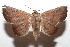  (Obroatis ocellata - 07-SRNP-106909)  @15 [ ] CreativeCommons - Attribution Non-Commercial Share-Alike (2008) Unspecified Guanacaste Dry Forest Conservation Fund