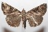  (Hypena tossalis - 07-SRNP-108786)  @14 [ ] CreativeCommons - Attribution Non-Commercial Share-Alike (2008) Unspecified Guanacaste Dry Forest Conservation Fund
