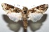  (Spodoptera androgea - 07-SRNP-109760)  @14 [ ] CreativeCommons - Attribution Non-Commercial Share-Alike (2008) Unspecified Guanacaste Dry Forest Conservation Fund