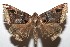  (Celiptera levina - 07-SRNP-113586)  @14 [ ] CreativeCommons - Attribution Non-Commercial Share-Alike (2008) Unspecified Guanacaste Dry Forest Conservation Fund