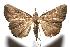  (Hypena umbralis - 06-SRNP-100791)  @14 [ ] CreativeCommons - Attribution Non-Commercial Share-Alike (2006) Unspecified Guanacaste Dry Forest Conservation Fund