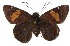  ( - 15-SRNP-35831)  @14 [ ] CreativeCommons - Attribution Non-Commercial Share-Alike (2018) Daniel H. Janzen Guanacaste Dry Forest Conservation Fund