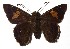  ( - 15-SRNP-35832)  @14 [ ] CreativeCommons - Attribution Non-Commercial Share-Alike (2018) Daniel H. Janzen Guanacaste Dry Forest Conservation Fund