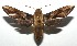  ( - 16-SRNP-104928)  @14 [ ] CreativeCommons  Attribution Non-Commercial Share-Alike (2017) Daniel H. Janzen Guanacaste Dry Forest Conservation Fund