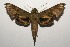  ( - 16-SRNP-104933)  @14 [ ] CreativeCommons  Attribution Non-Commercial Share-Alike (2017) Daniel H. Janzen Guanacaste Dry Forest Conservation Fund