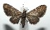  ( - 16-SRNP-104957)  @13 [ ] CreativeCommons  Attribution Non-Commercial Share-Alike (2017) Daniel H. Janzen Guanacaste Dry Forest Conservation Fund