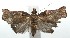  ( - 16-SRNP-104961)  @13 [ ] CreativeCommons  Attribution Non-Commercial Share-Alike (2017) Daniel H. Janzen Guanacaste Dry Forest Conservation Fund