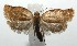  (Clepsis BioLep6866 - 16-SRNP-104981)  @14 [ ] CreativeCommons  Attribution Non-Commercial Share-Alike (2017) Daniel H. Janzen Guanacaste Dry Forest Conservation Fund