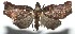  ( - 16-SRNP-104990)  @13 [ ] CreativeCommons  Attribution Non-Commercial Share-Alike (2017) Daniel H. Janzen Guanacaste Dry Forest Conservation Fund