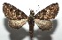  ( - 16-SRNP-104997)  @13 [ ] CreativeCommons  Attribution Non-Commercial Share-Alike (2017) Daniel H. Janzen Guanacaste Dry Forest Conservation Fund