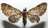  ( - 16-SRNP-105011)  @14 [ ] CreativeCommons  Attribution Non-Commercial Share-Alike (2017) Daniel H. Janzen Guanacaste Dry Forest Conservation Fund