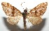  ( - 16-SRNP-105016)  @11 [ ] CreativeCommons  Attribution Non-Commercial Share-Alike (2017) Daniel H. Janzen Guanacaste Dry Forest Conservation Fund