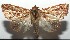  ( - 16-SRNP-105021)  @11 [ ] CreativeCommons  Attribution Non-Commercial Share-Alike (2017) Daniel H. Janzen Guanacaste Dry Forest Conservation Fund