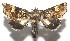  ( - 16-SRNP-105030)  @13 [ ] CreativeCommons  Attribution Non-Commercial Share-Alike (2017) Daniel H. Janzen Guanacaste Dry Forest Conservation Fund