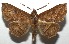  ( - 16-SRNP-105045)  @14 [ ] CreativeCommons  Attribution Non-Commercial Share-Alike (2017) Daniel H. Janzen Guanacaste Dry Forest Conservation Fund