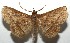  ( - 16-SRNP-105047)  @14 [ ] CreativeCommons  Attribution Non-Commercial Share-Alike (2017) Daniel H. Janzen Guanacaste Dry Forest Conservation Fund