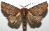  ( - 16-SRNP-105052)  @14 [ ] CreativeCommons  Attribution Non-Commercial Share-Alike (2017) Daniel H. Janzen Guanacaste Dry Forest Conservation Fund