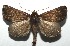  ( - 16-SRNP-105058)  @14 [ ] CreativeCommons  Attribution Non-Commercial Share-Alike (2017) Daniel H. Janzen Guanacaste Dry Forest Conservation Fund