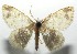  ( - 16-SRNP-105084)  @13 [ ] CreativeCommons  Attribution Non-Commercial Share-Alike (2017) Daniel H. Janzen Guanacaste Dry Forest Conservation Fund