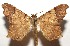  ( - 16-SRNP-105094)  @14 [ ] CreativeCommons  Attribution Non-Commercial Share-Alike (2017) Daniel H. Janzen Guanacaste Dry Forest Conservation Fund