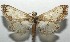  ( - 16-SRNP-105112)  @14 [ ] CreativeCommons  Attribution Non-Commercial Share-Alike (2017) Daniel H. Janzen Guanacaste Dry Forest Conservation Fund