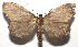  ( - 16-SRNP-105120)  @14 [ ] CreativeCommons  Attribution Non-Commercial Share-Alike (2017) Daniel H. Janzen Guanacaste Dry Forest Conservation Fund