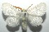  ( - 16-SRNP-105130)  @14 [ ] CreativeCommons  Attribution Non-Commercial Share-Alike (2017) Daniel H. Janzen Guanacaste Dry Forest Conservation Fund