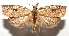  ( - 16-SRNP-105143)  @11 [ ] CreativeCommons  Attribution Non-Commercial Share-Alike (2017) Daniel H. Janzen Guanacaste Dry Forest Conservation Fund