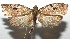  ( - 16-SRNP-105145)  @11 [ ] CreativeCommons  Attribution Non-Commercial Share-Alike (2017) Daniel H. Janzen Guanacaste Dry Forest Conservation Fund